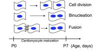 Cardiomyocyte maturation can lead to cell division, binucleation, or cardiomyocyte fusion in the postnatal period